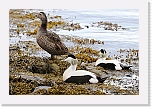 haahakat eiders 9740 * 1349 x 900 * (987KB)
